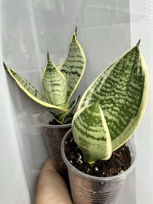 сансевієрія ( щучий хвіст)