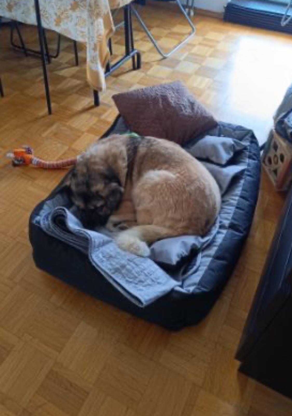 Bajla ok 5/6 let.sunia w typ.rasy czeka na dom pelen miłości Zwierzola