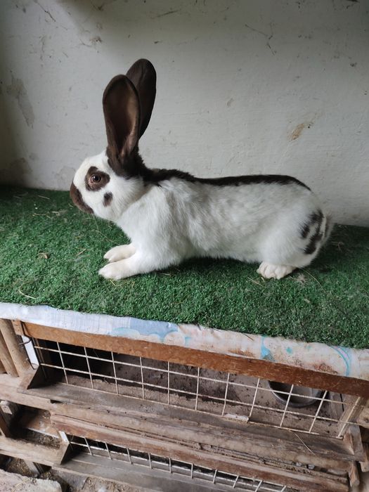 Olbrzym Srokacz Hawana OSH