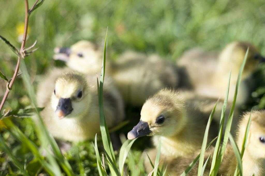Kaczki młode do odchowu pekin, mulard, dworka, biegus dostawa Gratis