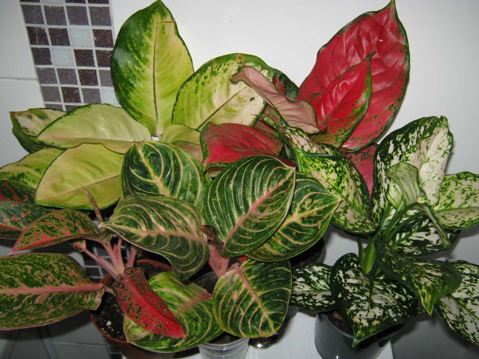 аглаонема яркие комнатные декоративные цветы есть детки от 200грн