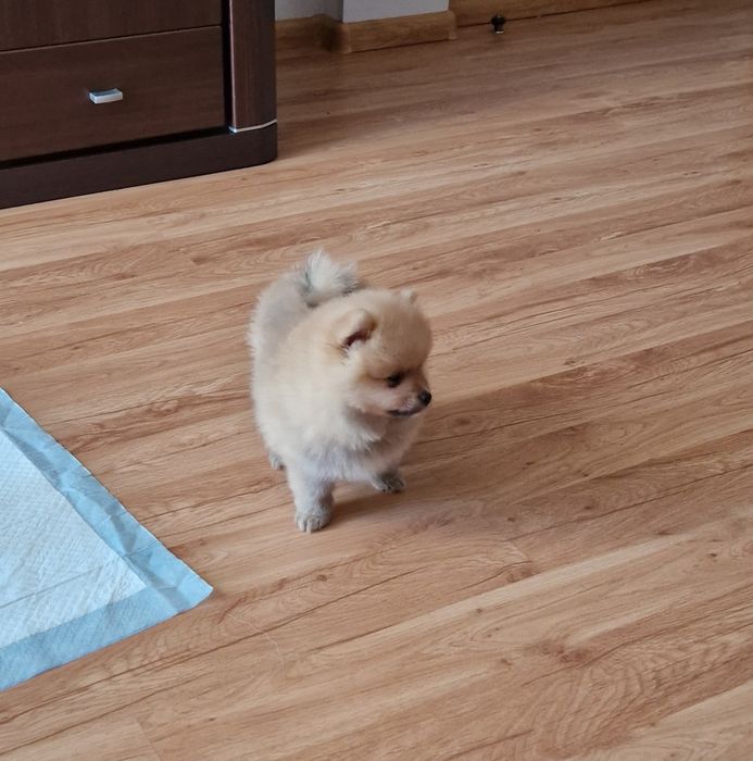 Miniaturowy PUCHATY Szpic