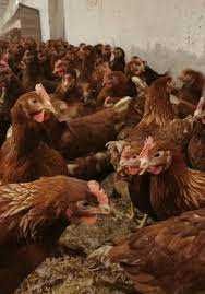 Kury z wolnego wybiegu z jajkiem! NIOSKI Tetra Leghorn Sussex!