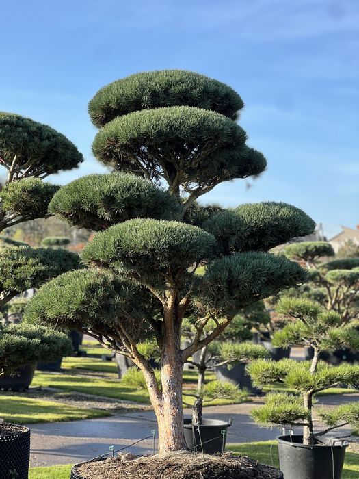 Bonsai sosna niwaki duże drzewa wiele gatunków BONSAI PARK