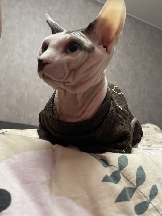 Канадський сфінкс вʼязка