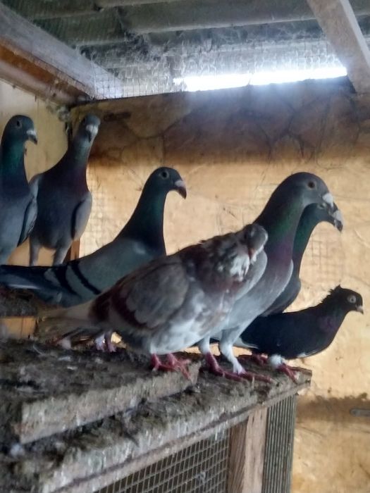 Sprzedam gołębie