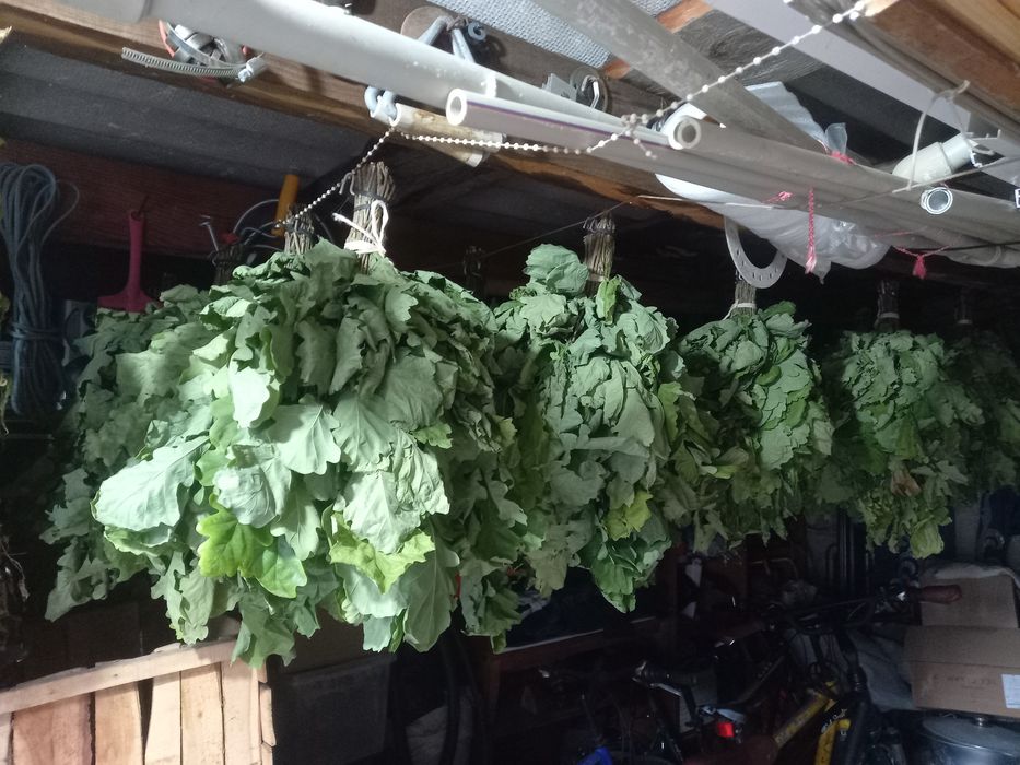 Продам віникі в баню