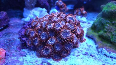 Koralowiec Zoanthus utter chaos red - 7 polipów

Szczepki:
- ok 60 po
