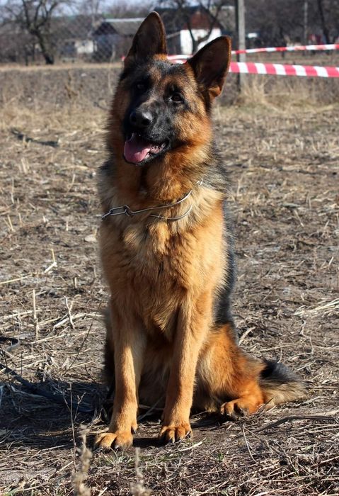 Німецька вівчарка Цуценята