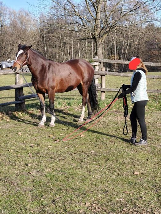 Klacz sp gniadej maści