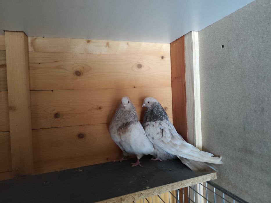 Gołębie mikołajewskie-kirowogradzkie, uk