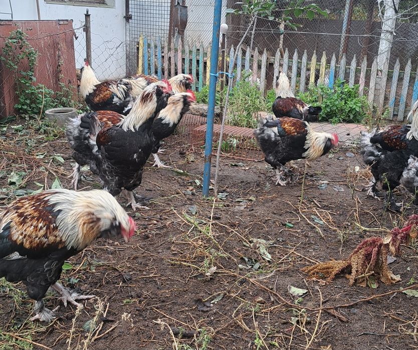 Півні породи Фавероль