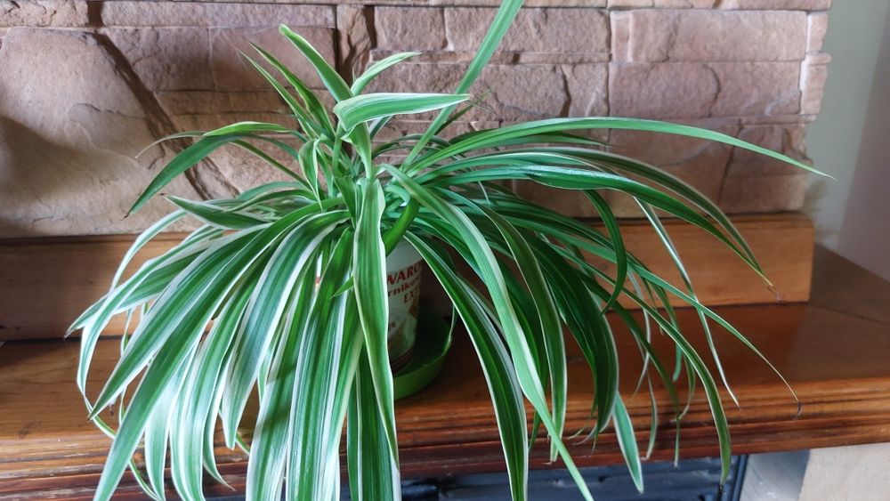 Żyworódka roślina