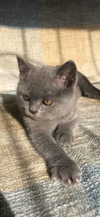 Шотландский голубой мальчик