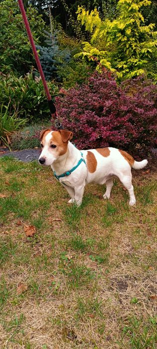 Jack Russell terrier reproduktor