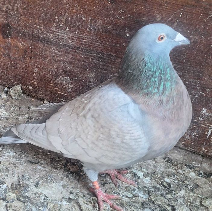 Gołębie pocztowe opalę 5sztuk