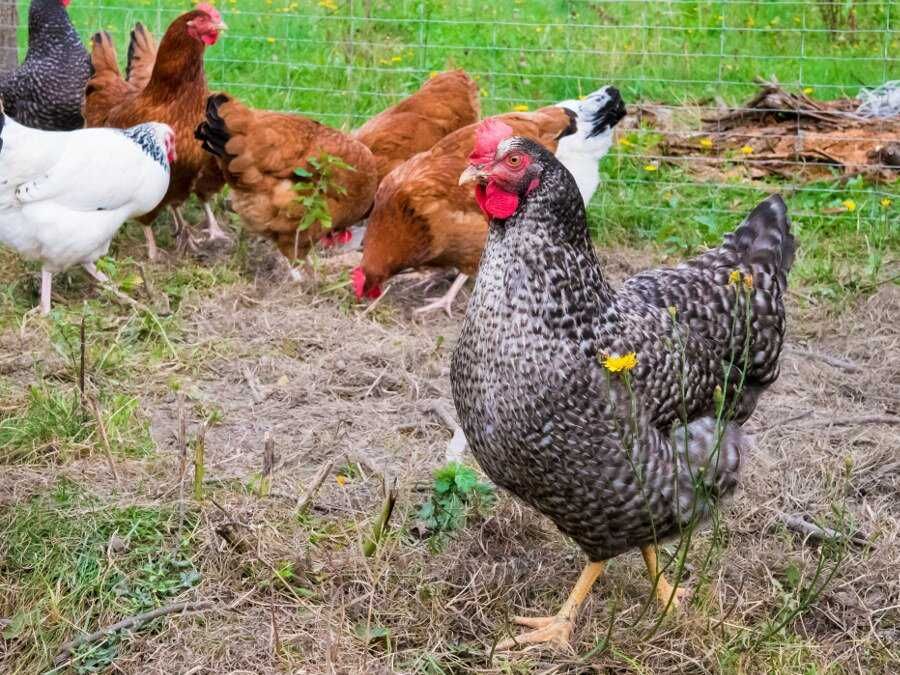 Kury nioski młode kurki dowoz gratis