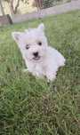West Highland White Terrier