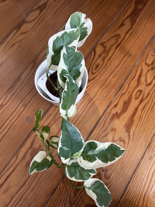 Epipremnum Pearl jade variegata