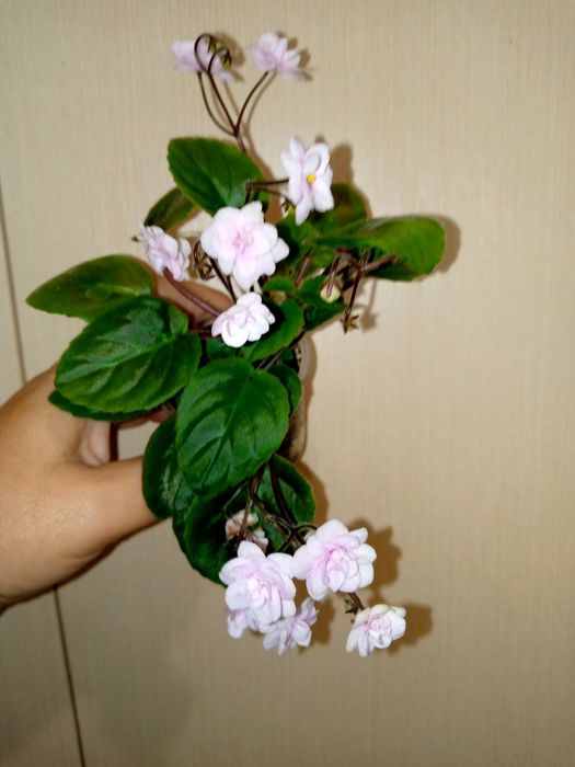 Трейлер. Фіалки. Сенполії