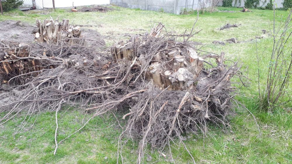 Duże  karpy po leszczynie za darmo - WARKA