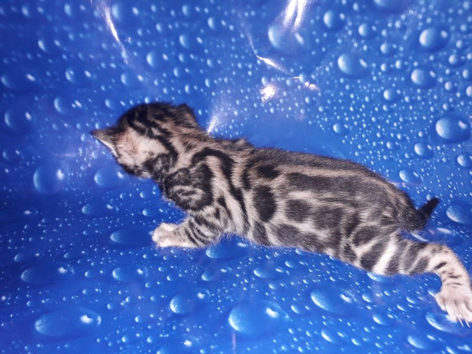 Бенгальский котёнок кот