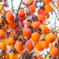 Саджанці Плодових дерев, саджанці Хурми, персика, абрикоса, саженцы.