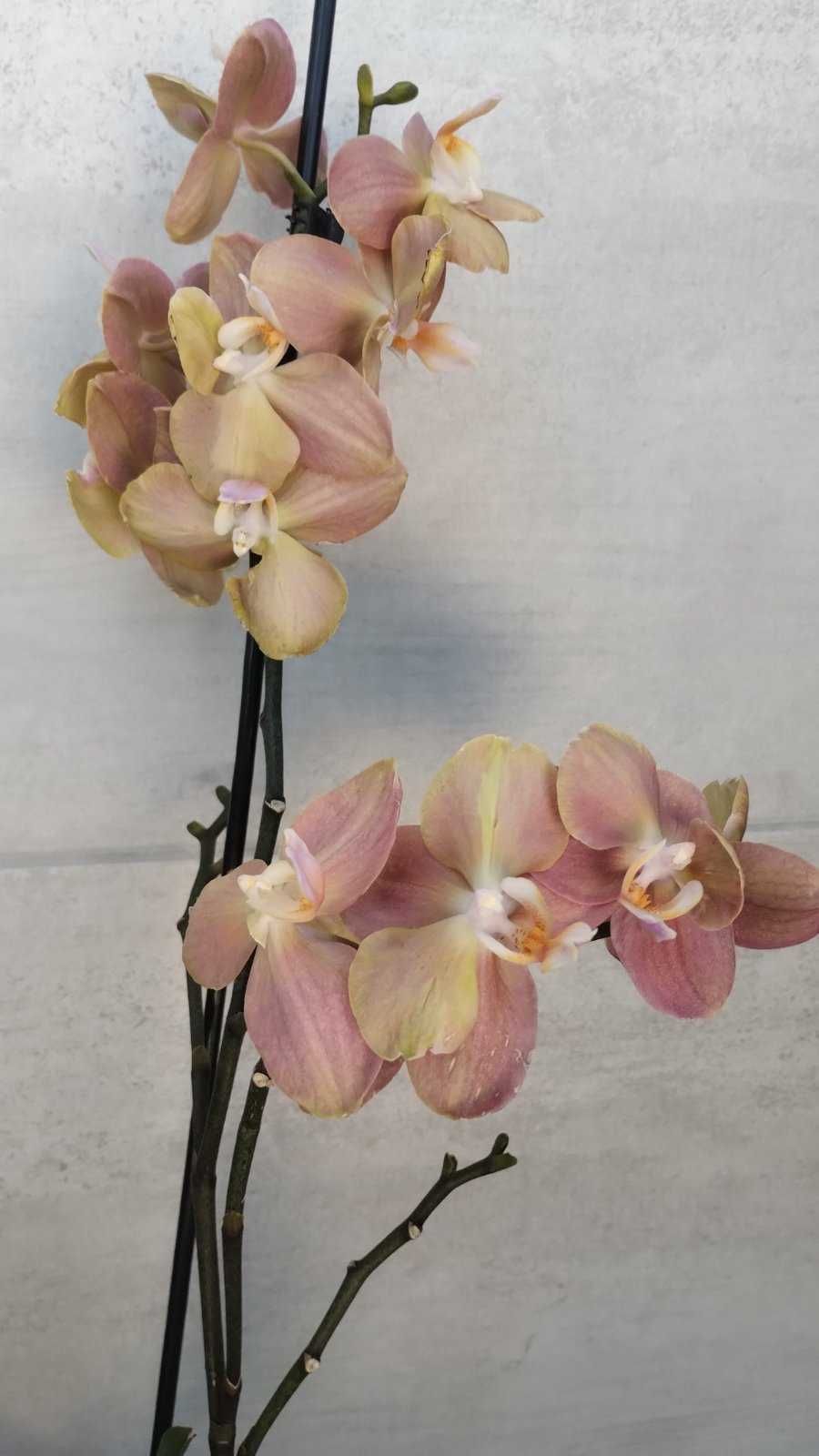 Орхідея фаленопсис Монако квітуча