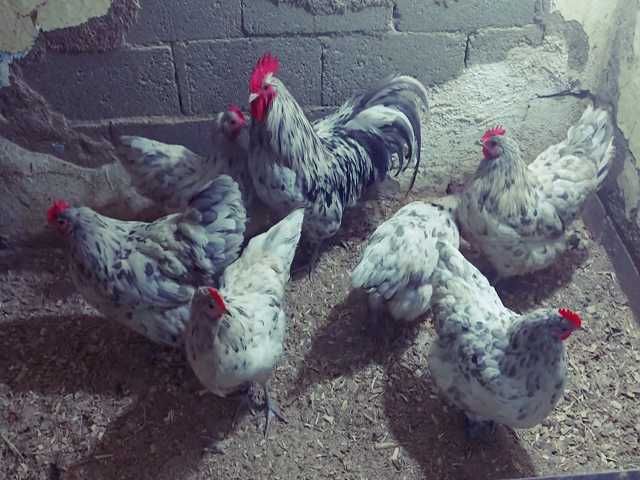 Інкубаційне яйце птиці різних порід Австралорп блакитний, чорний,спліш