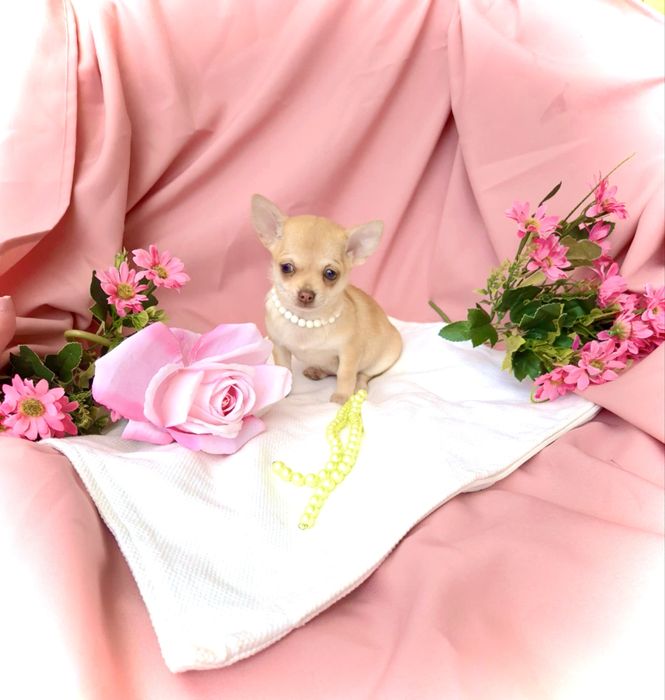 Śliczna  suczka chihuahua