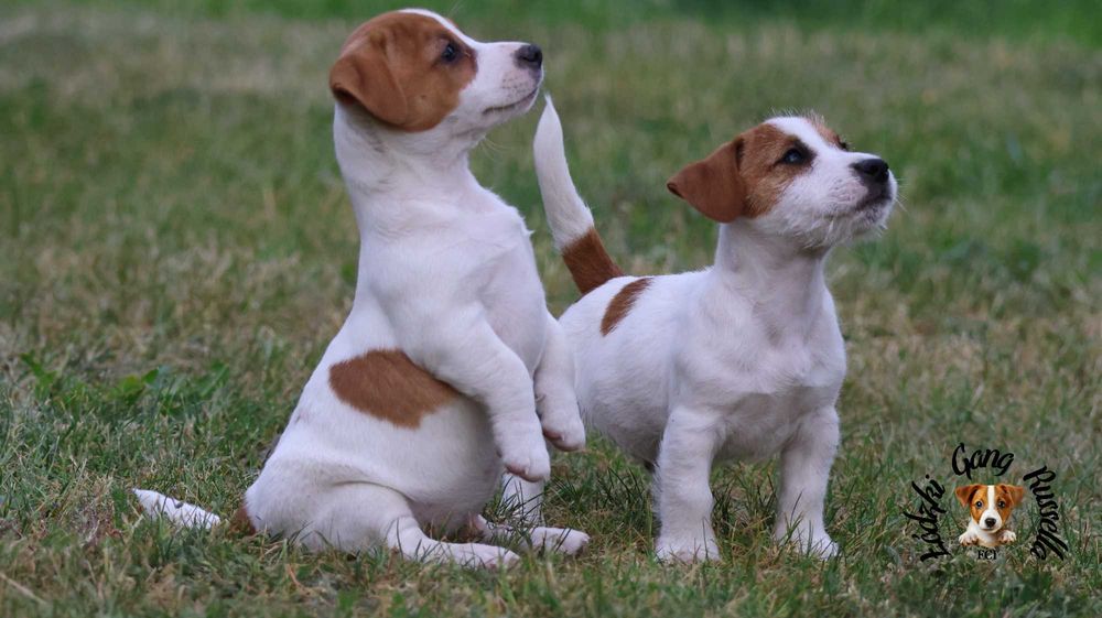 ZAPOWIEDŹ Jack Russell Terrier ZKwP FCI- PIESEK /badania genetyczne