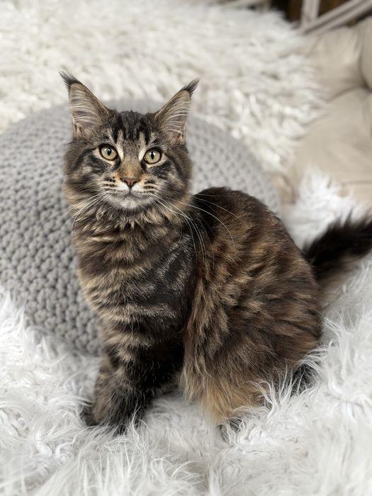 Maine Coon kotka