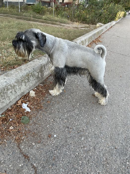 Мітельшнауцер 5 років шукає дівчинку