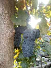 Виноград винний, виноград