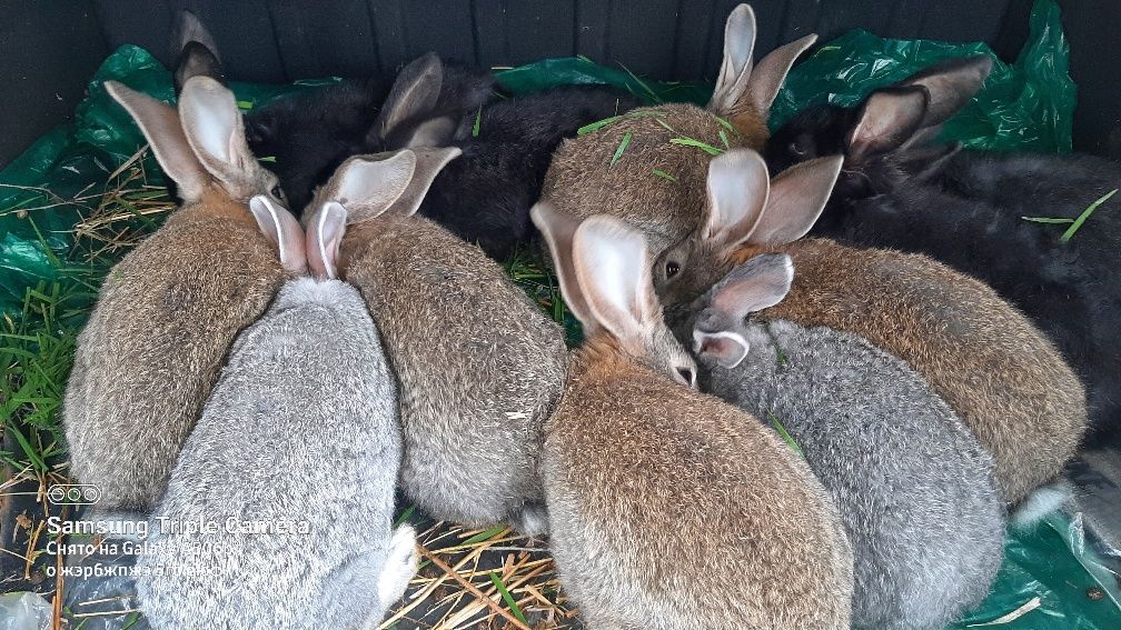 Кролики,крольчата Красноград