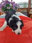 Border collie aktualne