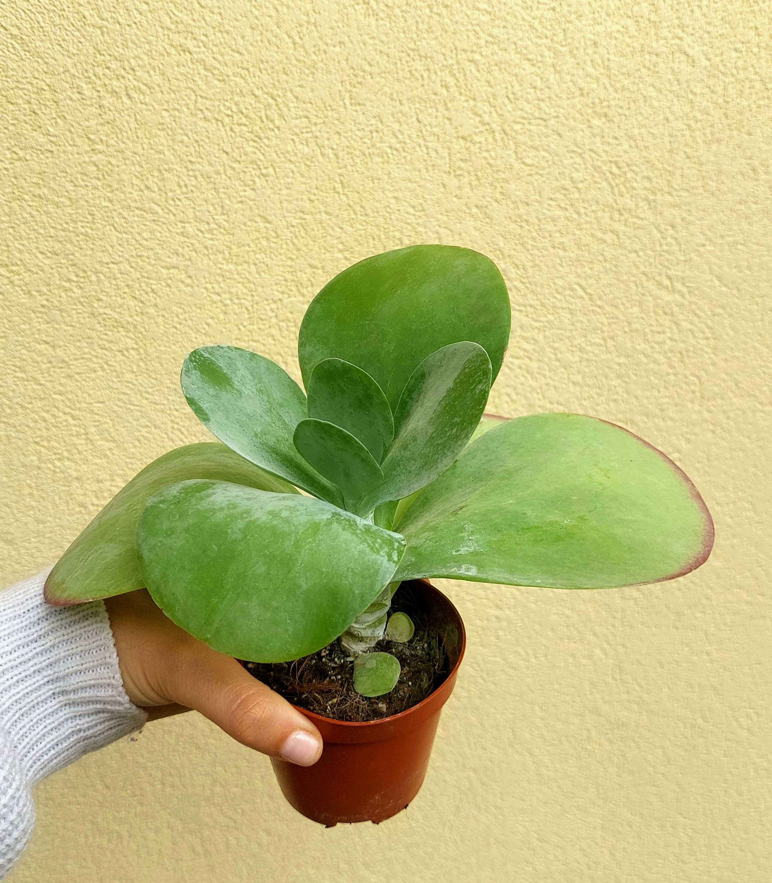 Suculenta Kalanchoe- Orelha de Elefante