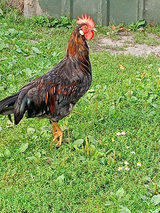 Koguty Włoszki i mieszańce sprzedam