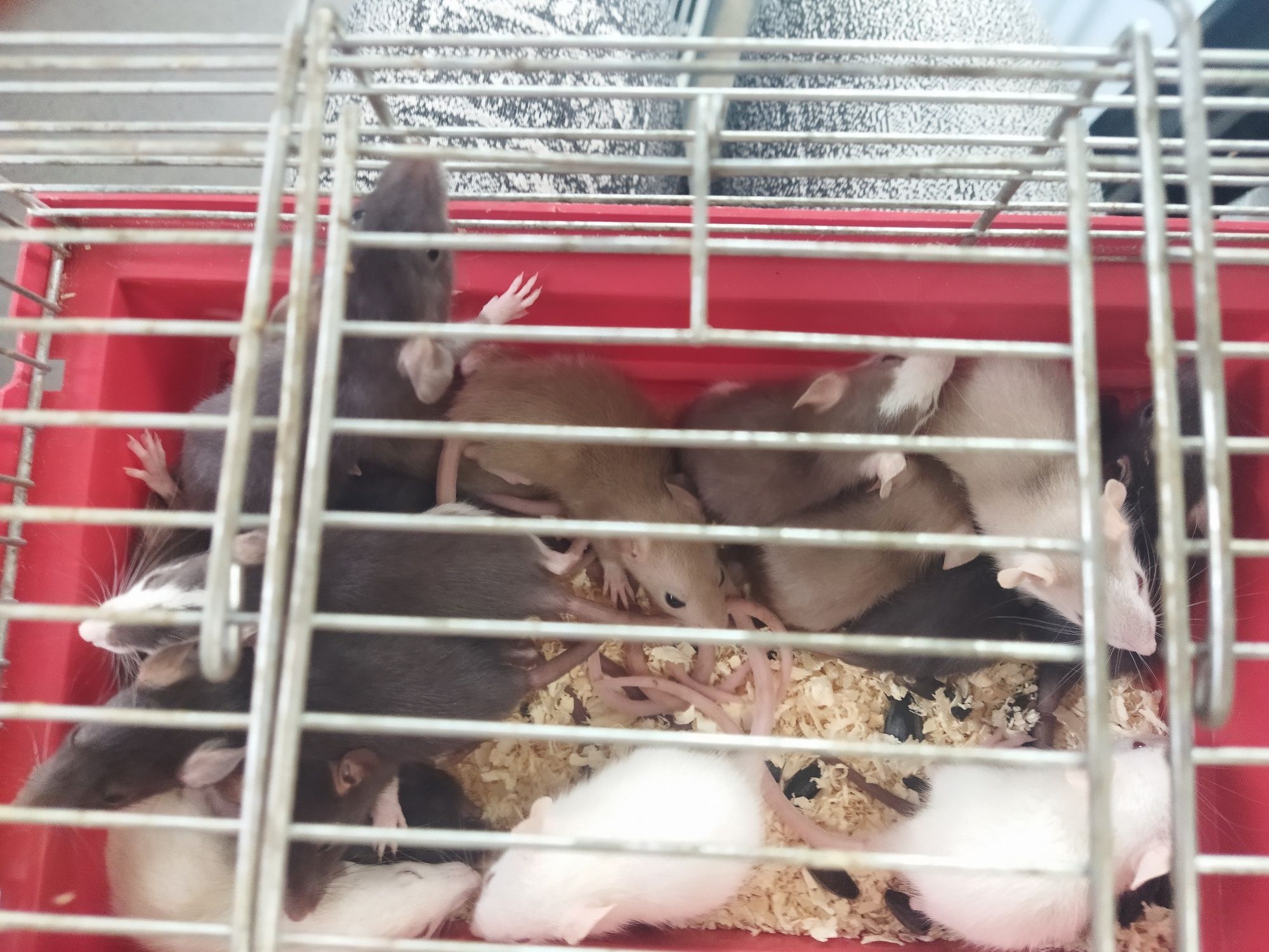 Крысята по 100 гривень