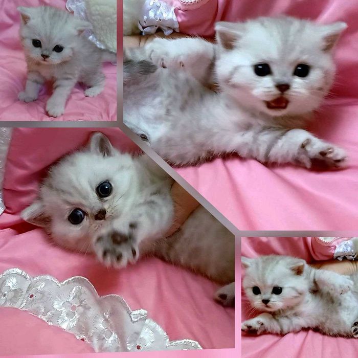 Розкішні шотландські кошенята.