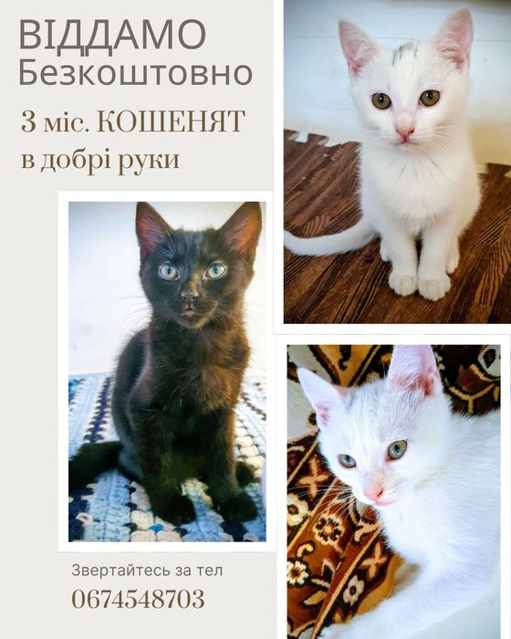 Віддамо безкоштовно кошенят