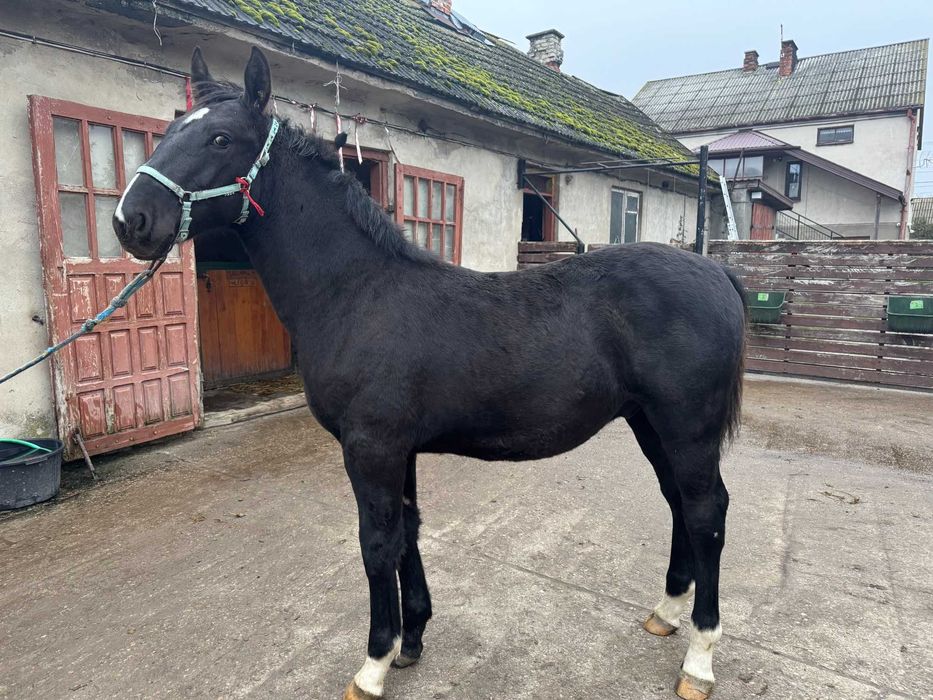 Sprzedam ogierka śląskiego