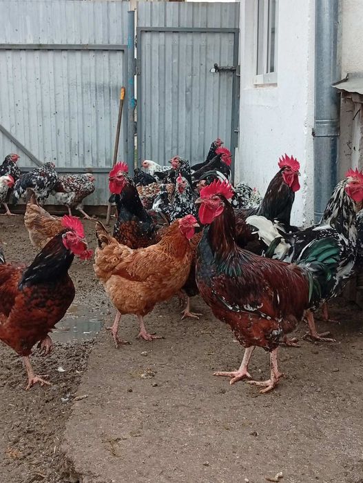 Продам кури та півні Лівенська ситцева