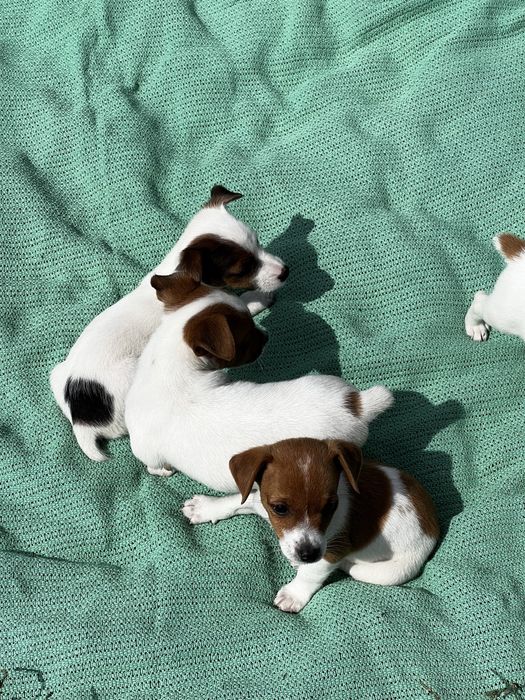 Щенятка джек рассел терьера