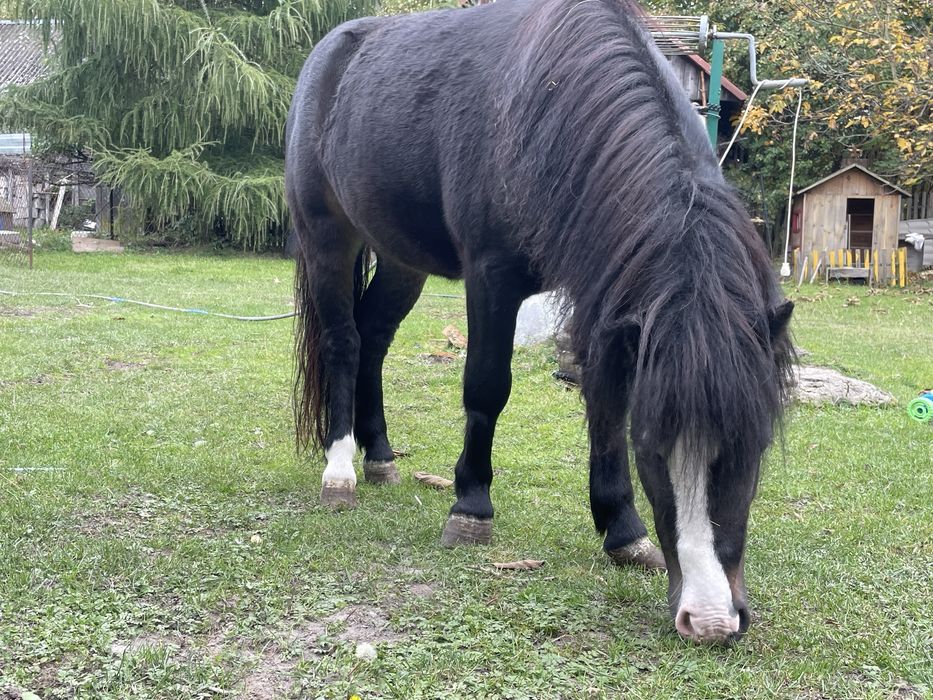 Sprzedam kucyka- ogiera