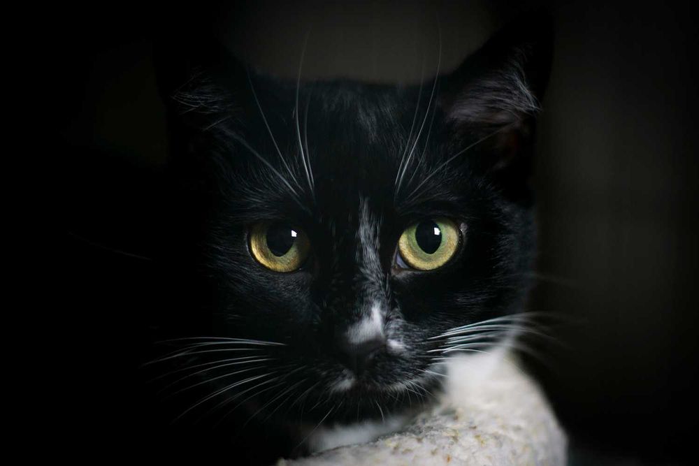 TUSIA - czarno biała kotka do adopcji
