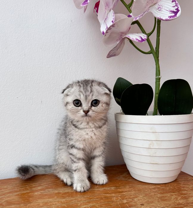 Scottish fold macho