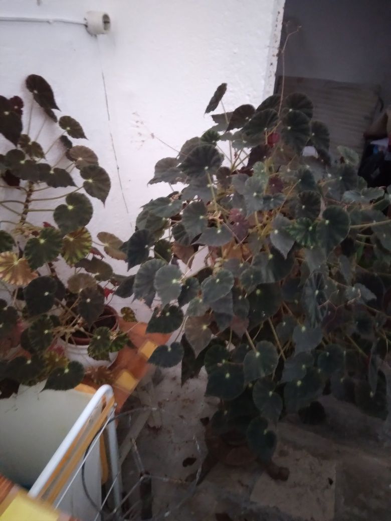Plantas de interior e de jardim