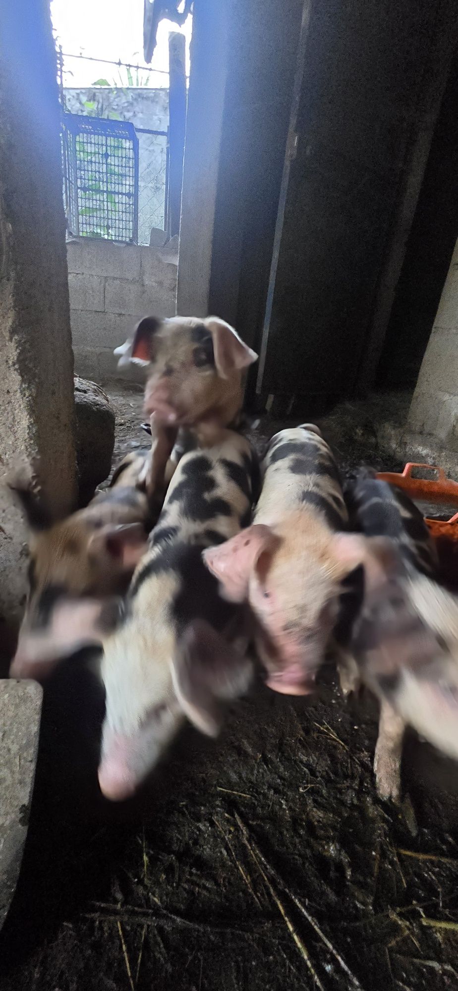 Leitões para venda