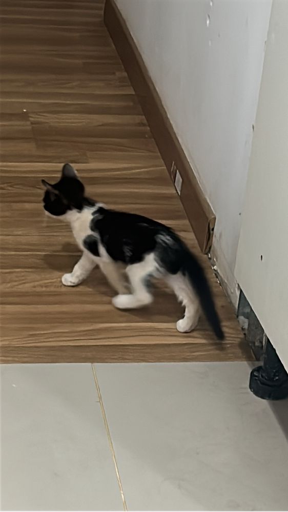 Gatinhos pra adoçao